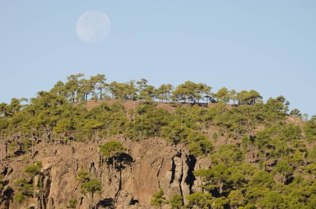 Foto de Bosque de pino canario Pinus canariensis y luna llena. Montaña Ojeda. Reserva Natural Integral de Inagua. Gran Canaria. Islas Canarias. España. - Imagen libre de derechos