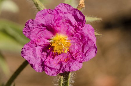 Photo for Flower of Cistus horrens. Integral Natural Reserve of Inagua. Gran Canaria. Canary Islands. Spain. - Royalty Free Image