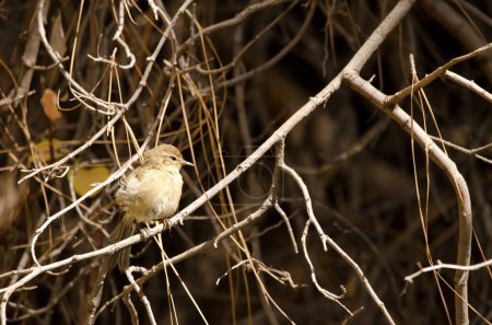 Photo for Western Canary Islands chiffchaff Phylloscopus canariensis. Integral Natural Reserve of Inagua. Gran Canaria. Canary Islands. Spain. - Royalty Free Image