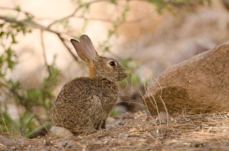 European rabbit Oryctolagus cuniculus. Integral Natural Reserve of Inagua. Tejeda. Gran Canaria. Canary Islands. Spain.