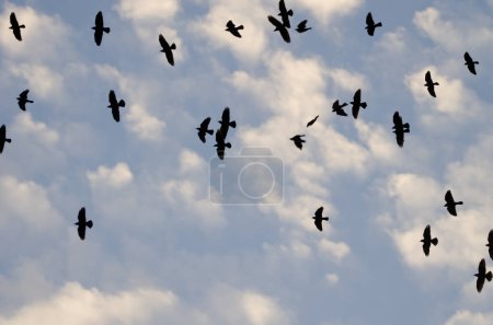 Photo for Flock of Western Eurasian jackdaws Coloeus monedula spermologus in flight. Arcos de la Frontera. Cadiz. Andalusia. Spain. - Royalty Free Image