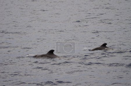 Téléchargez les photos : "Short-finned pilot whales Globicephala macrorhynchus". Océan Atlantique. Îles Canaries. Espagne. - en image libre de droit