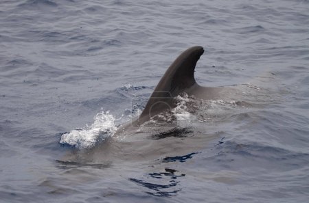 Téléchargez les photos : Baleine à nageoires courtes Globicephala macrorhynchus. Océan Atlantique. Îles Canaries. Espagne. - en image libre de droit