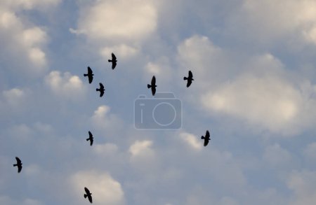 Photo for Flock of Western Eurasian jackdaws Coloeus monedula spermologus in flight. Arcos de la Frontera. Cadiz. Andalusia. Spain. - Royalty Free Image