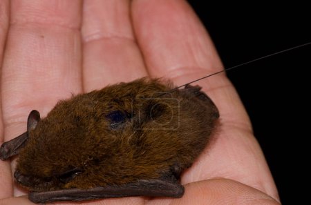 Madeira pipistrelle Pipistrellus maderensis equipped with a radio transmitter on its back. Garajonay National Park. La Gomera. Canary Islands. Spain.