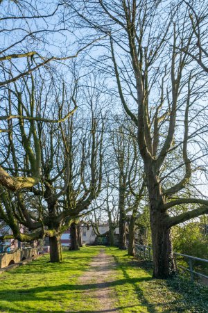 Téléchargez les photos : Vieux grands arbres dans une rangée au Hunnerpark à Nimègue, Sentier de randonnée paisible - en image libre de droit