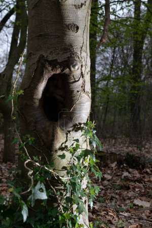 Foto de Planta de hiedra crece en el fondo de un árbol con un agujero - Imagen libre de derechos