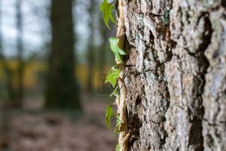 Foto de Primer plano de hojas pequeñas sobre la textura y el fondo de corteza de árbol seco, concepto de naturaleza - Imagen libre de derechos