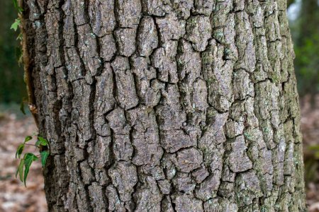 Foto de Hojas pequeñas sobre la corteza seca del árbol textura y fondo, concepto de la naturaleza - Imagen libre de derechos