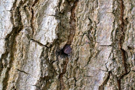 Foto de Clavo viejo oxidado en una textura de árbol, concepto de textura vintage - Imagen libre de derechos