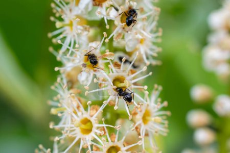Photo for Cose up of Ants walking on a flower of a  laurocerasus plant - Royalty Free Image
