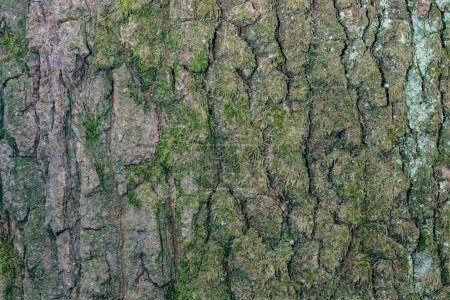 Foto de Árbol con textura de musgo imagen de fondo - Imagen libre de derechos