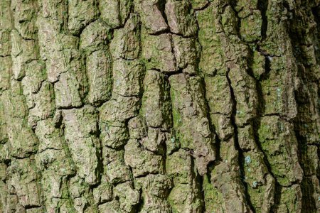 Photo for Patern of tree texture, backrgound image - Royalty Free Image