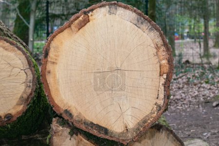 Téléchargez les photos : Anneaux de croissance d'arbres coupés d'un arbre - en image libre de droit