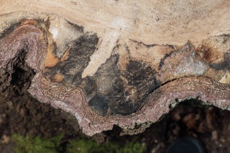 Foto de El primer plano de los anillos de crecimiento del árbol en el corte viejo del árbol - Imagen libre de derechos