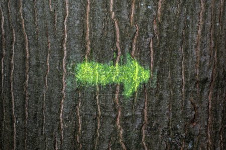 Téléchargez les photos : Flèche peinte sur un Patern de texture d'arbre, image backrgound - en image libre de droit
