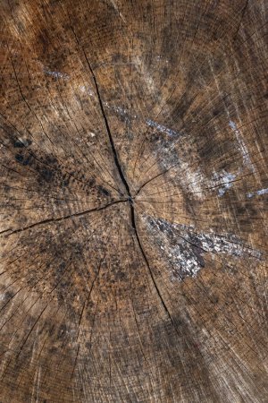 Téléchargez les photos : Anneaux de croissance d'arbres vieille coupe d'arbre, texture grunge patern - en image libre de droit