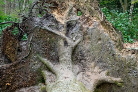 Téléchargez les photos : Les racines d'un arbre tombé - en image libre de droit