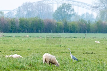 Téléchargez les photos : Héron se tient à côté d'un mouton dans un paysage en face d'une vieille construction de pont - en image libre de droit