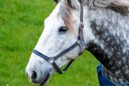 Téléchargez les photos : Gros plan d'un cheval avec une couverture - en image libre de droit