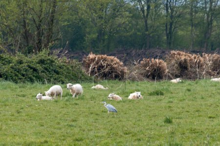 Téléchargez les photos : Héron marche devant un groupe de moutons dans un paysage herbeux - en image libre de droit
