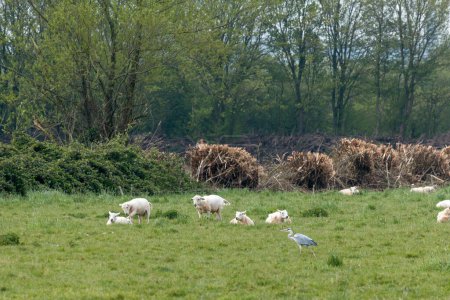 Foto de Garza camina frente a un grupo de ovejas en un paisaje herboso - Imagen libre de derechos