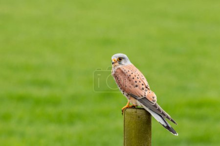 european kestrel stands on a pole in front of a grass landscape, negatice space