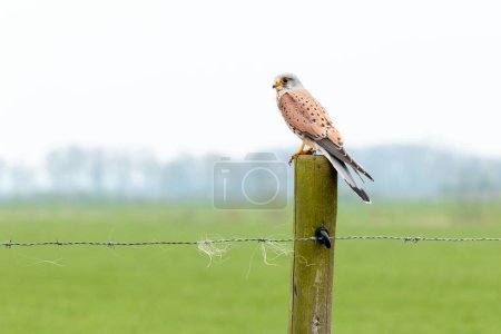 Téléchargez les photos : Crécerelle européen debout sur un poteau regardant la caméra, observation des oiseaux aux Pays-Bas - en image libre de droit
