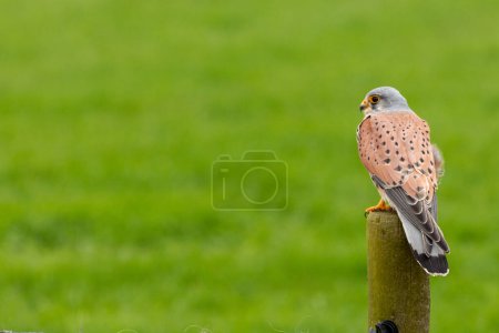 Photo for European kestrel stands on a pole in front of a grass landscape, negatice space - Royalty Free Image
