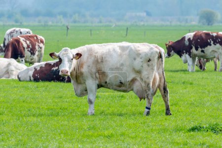 Téléchargez les photos : Vaches se tiennent dans la prairie herbeuse vous regardant - en image libre de droit