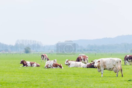 Foto de Vacas se paran en el prado cubierto de hierba mirándote - Imagen libre de derechos