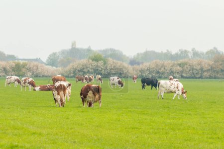 Téléchargez les photos : Vaches se tiennent dans la prairie dans un paysage de polder hollandais - en image libre de droit