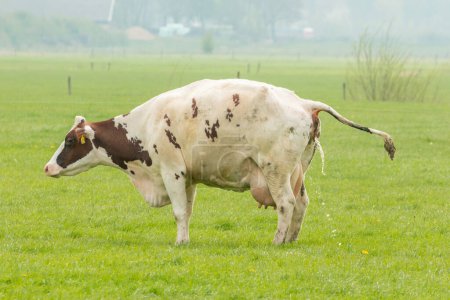 Foto de Una vaca está orinando en un paisaje de pólder holandés - Imagen libre de derechos