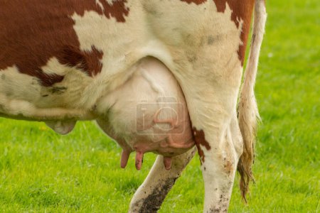 Foto de Cerca de las ubres de una vaca en el pasto - Imagen libre de derechos