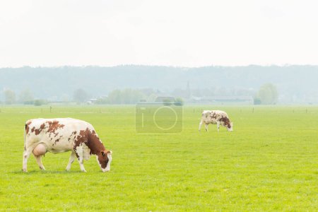 Téléchargez les photos : Les vaches mangent de l'herbe dans le pâturage devant un paysage de polders néerlandais - en image libre de droit