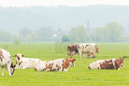 Téléchargez les photos : Vaches se tiennent debout et se trouvent dans la prairie dans un paysage de polder néerlandais - en image libre de droit