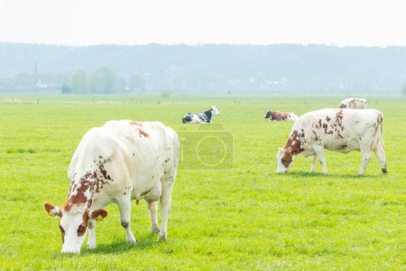 Téléchargez les photos : Vaches se tiennent debout et se trouvent dans la prairie dans un paysage de polder néerlandais en face du paysage de polder en Hollande - en image libre de droit