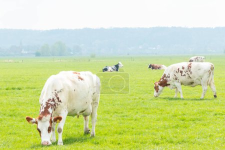 Téléchargez les photos : Vaches se tiennent debout et se trouvent dans la prairie dans un paysage de polder néerlandais en face du paysage de polder en Hollande - en image libre de droit