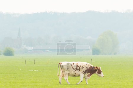 Téléchargez les photos : Vache marche dans la prairie avec un village hollandais avec église en arrière-plan - en image libre de droit