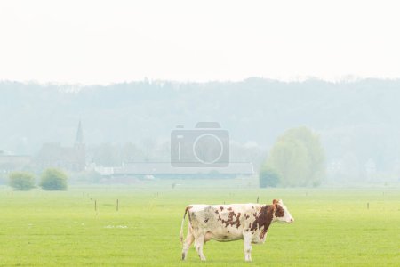 Foto de Vaca se encuentra en el prado con un pueblo holandés con iglesia en el fondo - Imagen libre de derechos