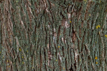 Photo for Texture of a big tree, background image - Royalty Free Image