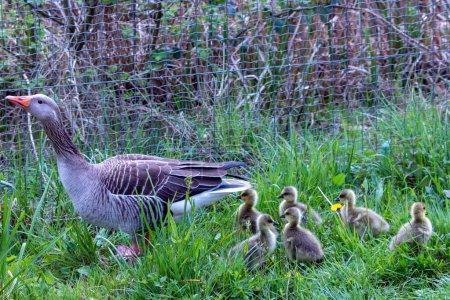 Photo for Mother duck protects his little ones - Royalty Free Image
