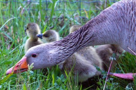 Photo for Mother duck protects his little ones - Royalty Free Image