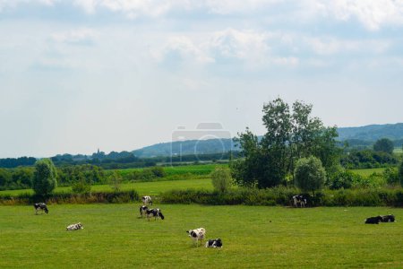 Foto de Vacas caminando en un prado holandés gras en el Ooijpolder en Gelderland, Holanda, Europa - Imagen libre de derechos