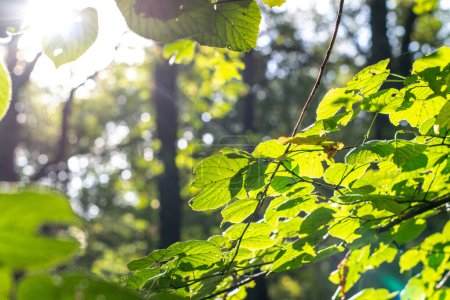 Foto de Las hojas en la luz del sol durante el final del verano indio y el comienzo de la caída conseguir un poco marrón - Imagen libre de derechos