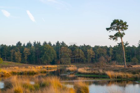 Foto de Paisaje natural del parque nacional Haterse y Overasseltse Vennen en Overasselt, provincia de Güeldres, Holanda en un día soleado de otoño - Imagen libre de derechos