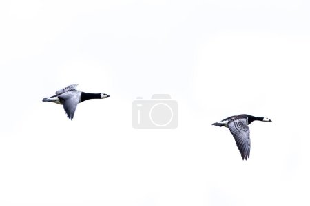 Photo for Two barnacle gooses flying in front of a white sky - Royalty Free Image