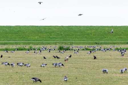 Téléchargez les photos : Barnacle grogne debout dans un paysage de gazon néerlandais mangeant de l'herbe sur les îles frisiennes, Schiermonnikoog, Pays-Bas - en image libre de droit
