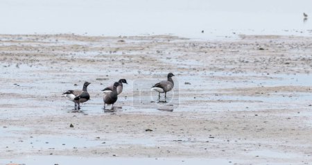 Photo for Group of Brent Goose standing at Dutch wadden beach - Royalty Free Image