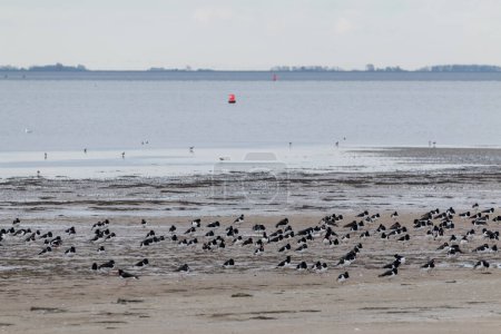 Foto de Grupo de trenzas atrapasostras de pie en la playa por la mañana en la isla frisona, Schiermonnikoog, en los Países Bajos - Imagen libre de derechos